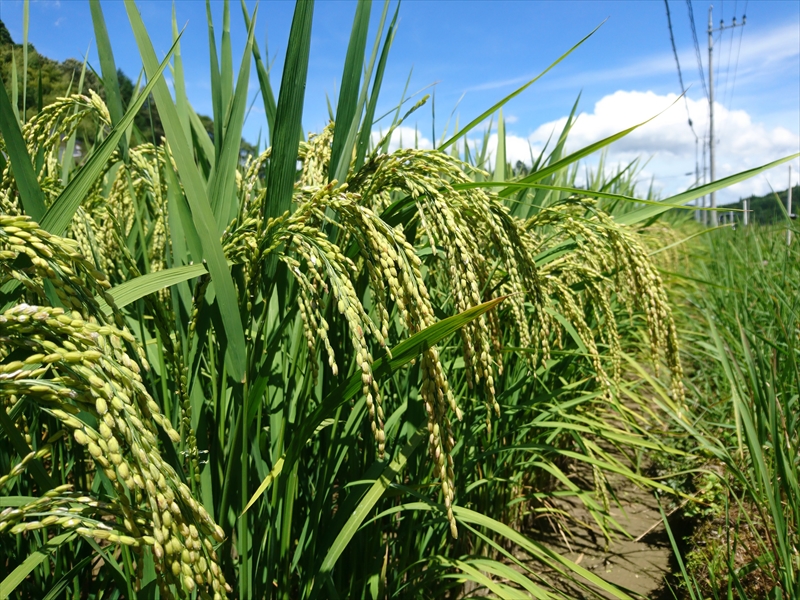 【新米･令和6年産】コシヒカリ精米20kg(5kg×4)神石高原町産 粘りと甘さのバランスが絶妙！(ヴィレッジホーム光末さん)のメインイメージ